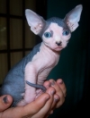 ADORABLE-MALE-AND-FEMALE-SPHYNX-CATS
